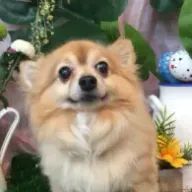 iwfk強火担さんのアイコン画像