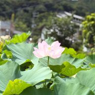 ポン酢さんのアイコン画像