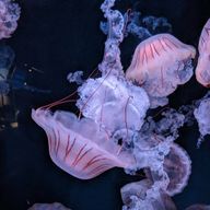 雨乃　雫さんのアイコン画像