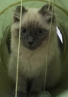 みゅえちゃんの部屋💚