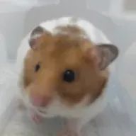 りなさんのアイコン画像
