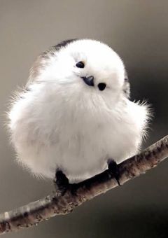 部活の先輩びーえる