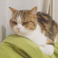 なこさんのアイコン画像