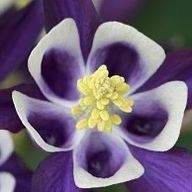 オダマキさんのアイコン画像