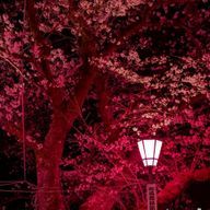 りーさんのアイコン画像