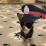 チワワ飼ってますさんのアイコン画像