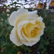 未羽さんのアイコン画像