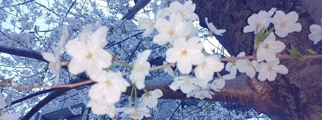 桜兎ルカさんの壁紙画像