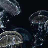 ユーザーページへ