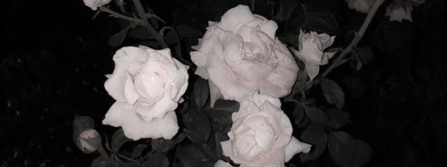 あ 〜 るさんの壁紙画像