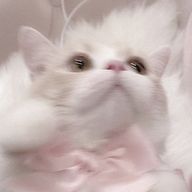 あ 〜 るさんのアイコン画像