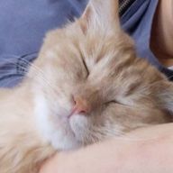 猫は至福さんのアイコン画像