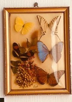 蝶に恋する愛しき人よ