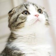 桃さんのアイコン画像