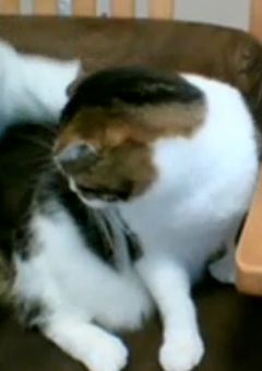 関係者募集＆友募集