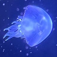 Lilly.nさんのアイコン画像