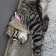 みゆさんのアイコン画像
