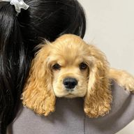 ここみっちーさんのアイコン画像