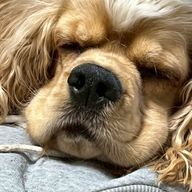 ここみっちー 《COCO 🍫🫧‪》さんのアイコン画像