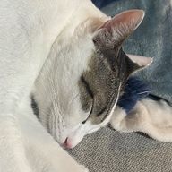 まゆゆん2号(猫宮真由)さんのアイコン画像