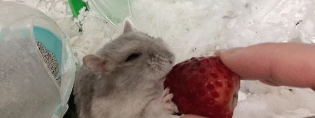 祇雫 秦🥺 イラスト部屋☆320感謝さんの壁紙画像