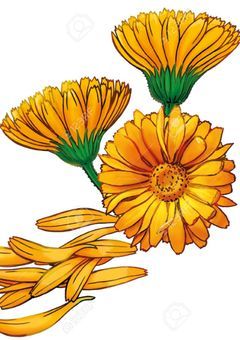 A marigold(マリーゴールド)