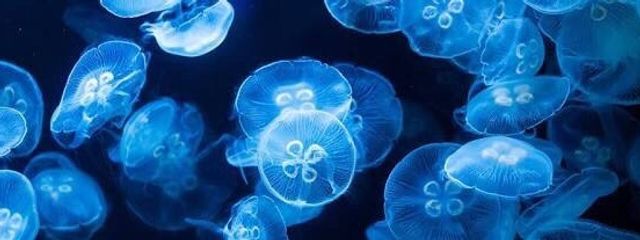 ゆず🥀🌨️さんの壁紙画像