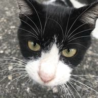 銃藍さんのアイコン画像