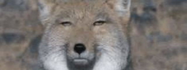 まっちゃさんの壁紙画像