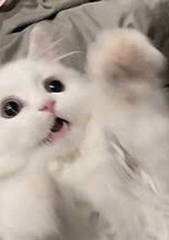 ⠀⠀⠀⠀⠀🐶🔥⠀,⠀