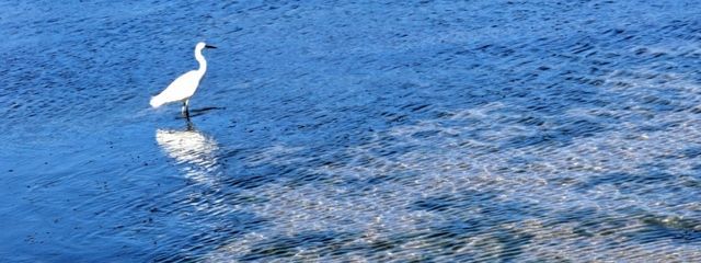 ぬノネ申　🐔さんの壁紙画像