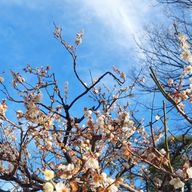 soukupanさんのアイコン画像