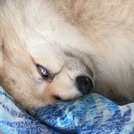 ﾟさんのアイコン画像