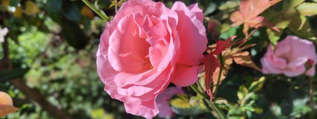 シモニタ🐁🍀活動停止中さんの壁紙画像