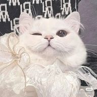 ニャ子さんのアイコン画像