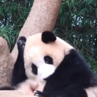 クマさんのアイコン画像