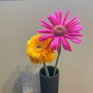 どりーーさんのアイコン画像