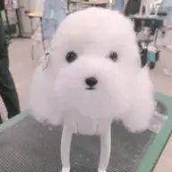 き🐴🔴🍊🌵🚥🖤🔞🦋☕🪶🐱🍚🥖☀🍊さんのアイコン画像