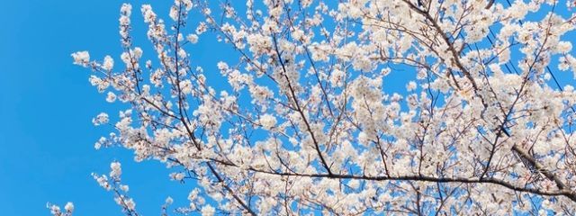 雨音 菜乃.さんの壁紙画像