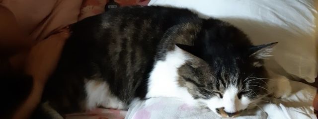 ムーンさんの壁紙画像