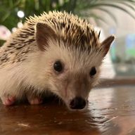 インシュガーノンカフェインさんのアイコン画像