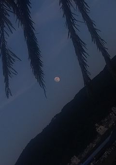 【赤い薔薇。黄色いゼラニウムとペチュニアと恋して】