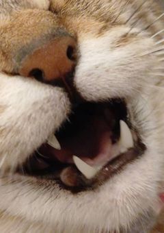 参加型用のノート