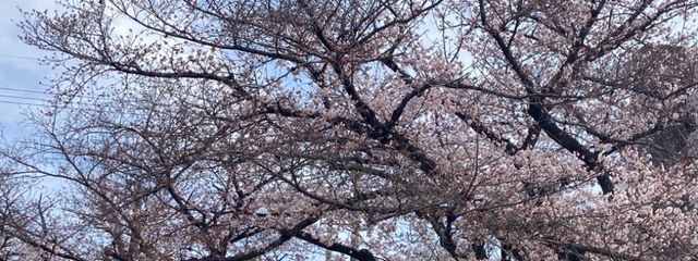 なおさんの壁紙画像