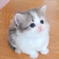 めぇさんのアイコン画像