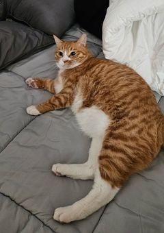 「おいた」をしたら猫が来た