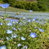 つばめさんのアイコン画像