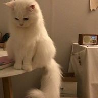 みうさんのアイコン画像