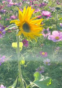 Stray kids - デビューを待つ少女の物語