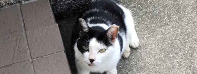 のりさんの壁紙画像